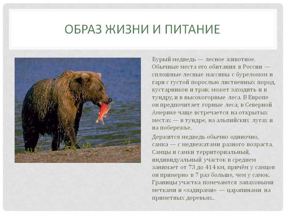 Медведь - где живет, чем питается, виды, сколько живет, фото