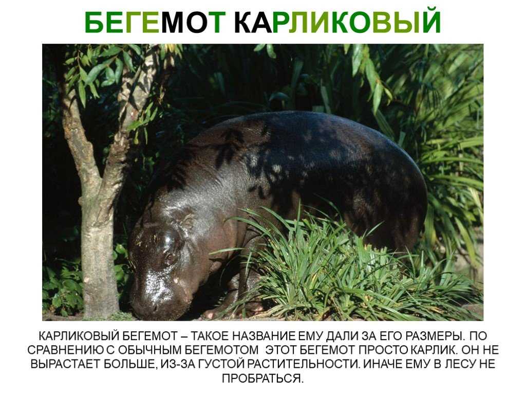 Бегемот