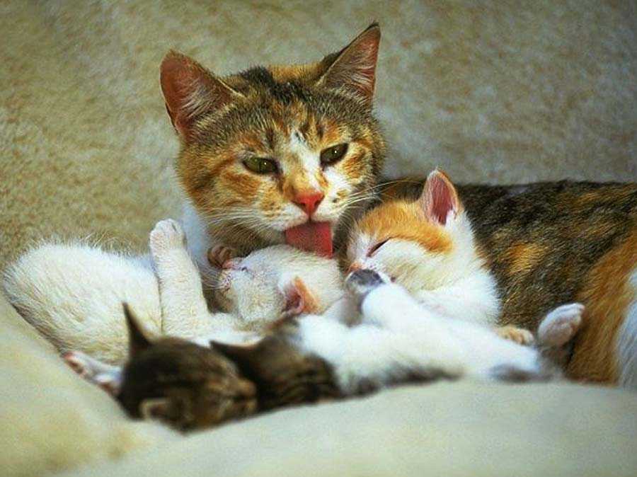 ᐉ как ухаживать за кошкой после родов? - ➡ motildazoo.ru