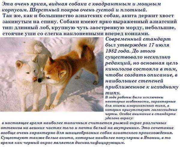 Японские породы собак с фото и названиями
японские породы собак с фото и названиями