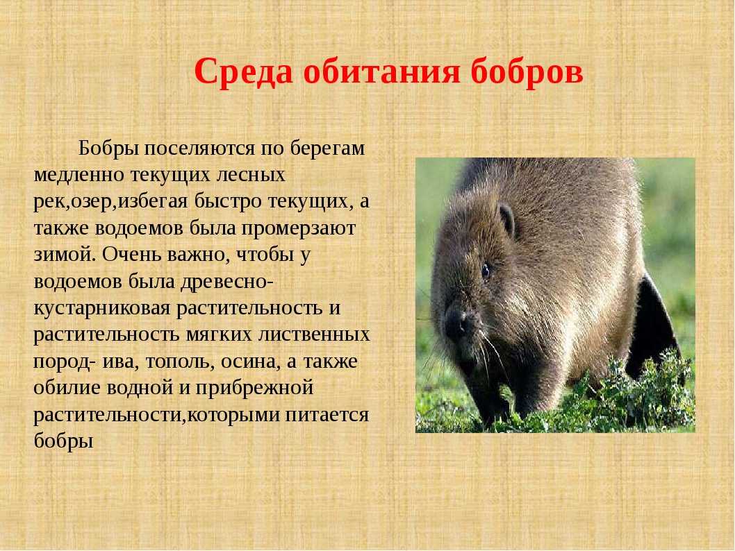 Бобр: как живет грызун в природе?