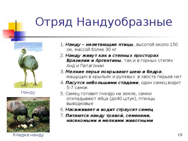 Отряды класса птиц — список, названия, фото и краткое описание