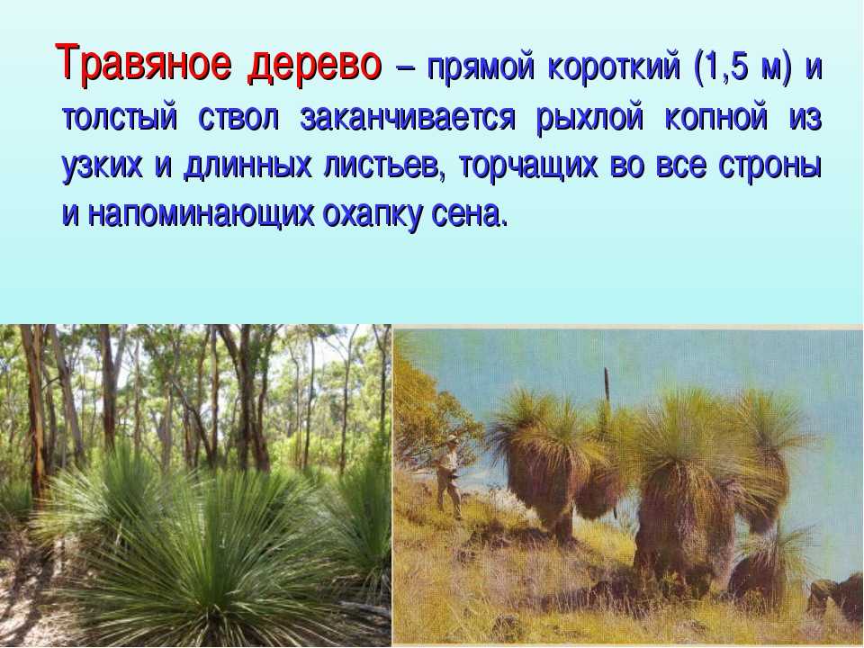 Астрильд 🔥 описание птицы, особенности, виды, образ жизни