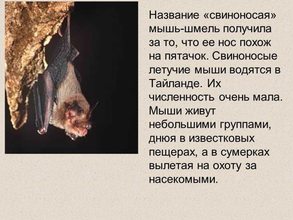 Рукокрылые — циклопедия