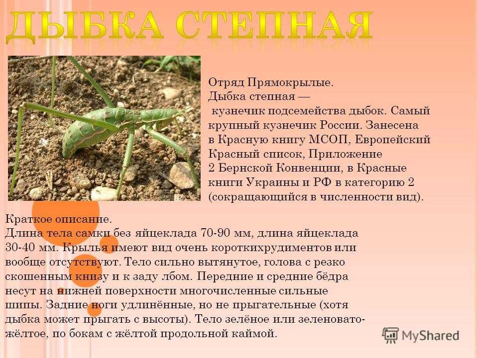 Дыбка степная: образ жизни и размножение хищного кузнечика
