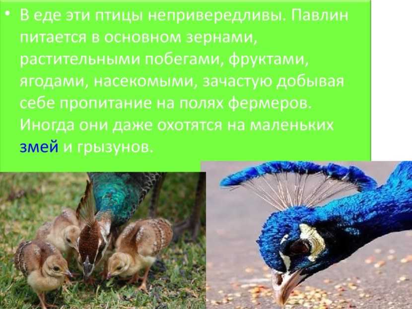 Африка: природные зоны и их особенности, интересные факты