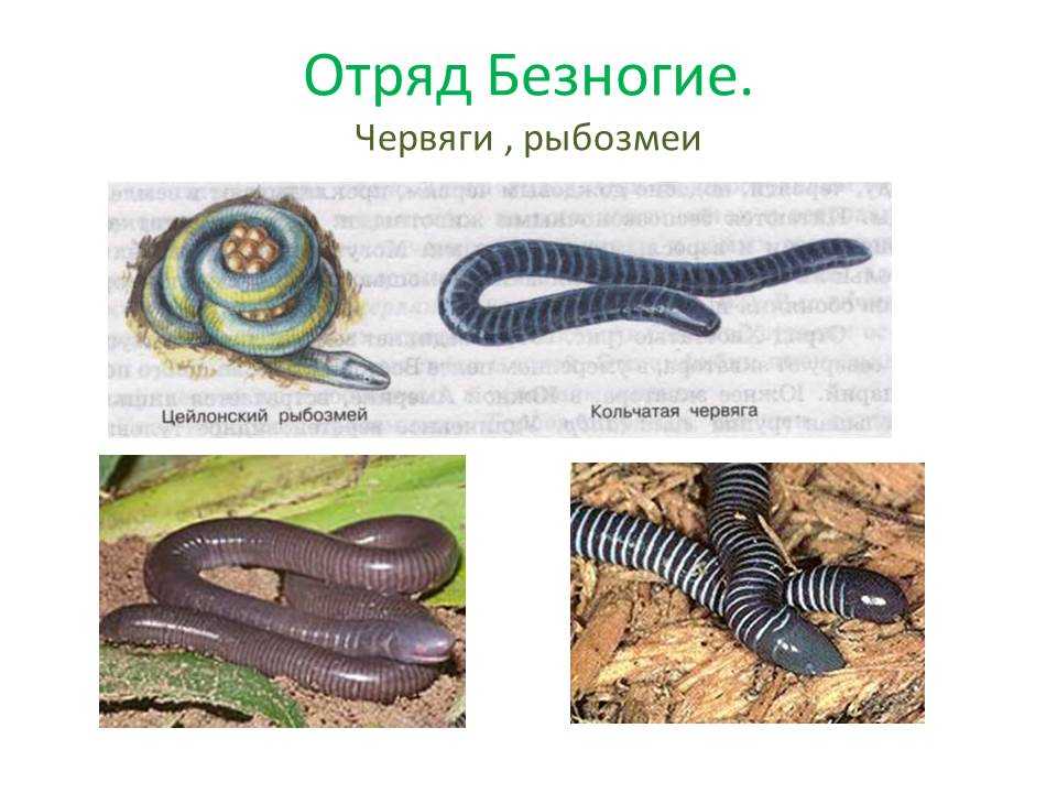 Широкоголовая червяга — энциклопедия руниверсалис
