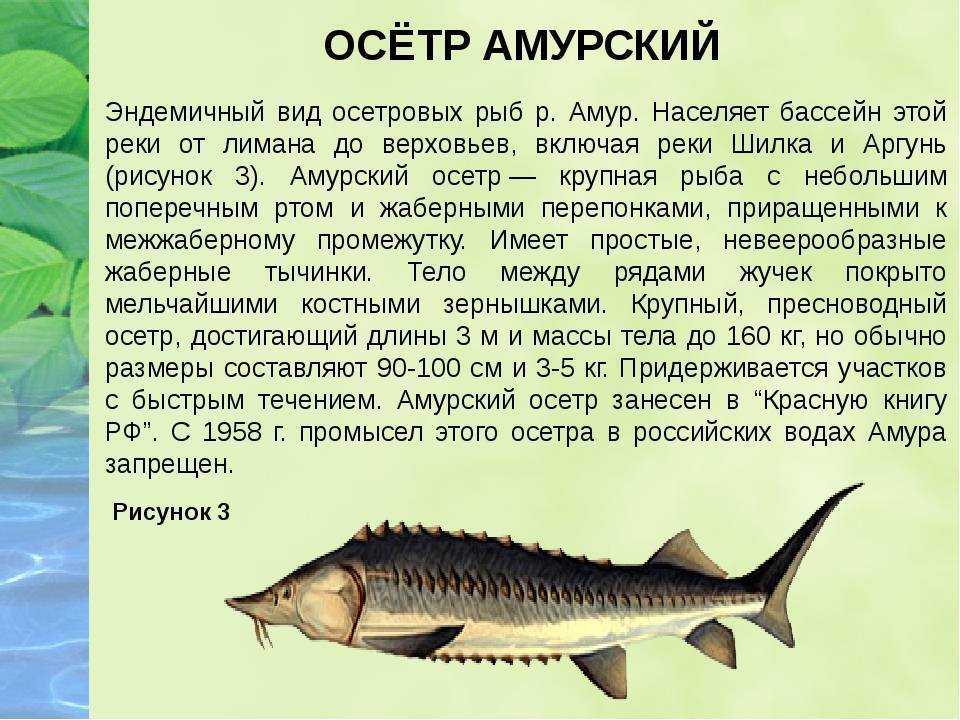 Семейство осетровых рыб с описанием и фото. осетровые виды рыб — семейство осетровых