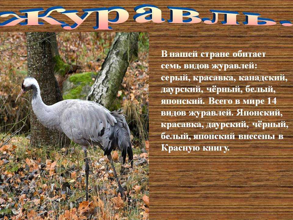 Как выглядит журавль и чем питается в природе эта удивительная птица