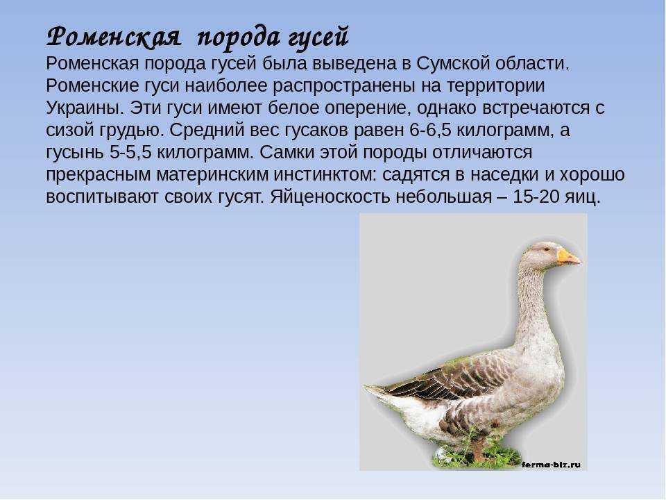 Породы домашних гусей