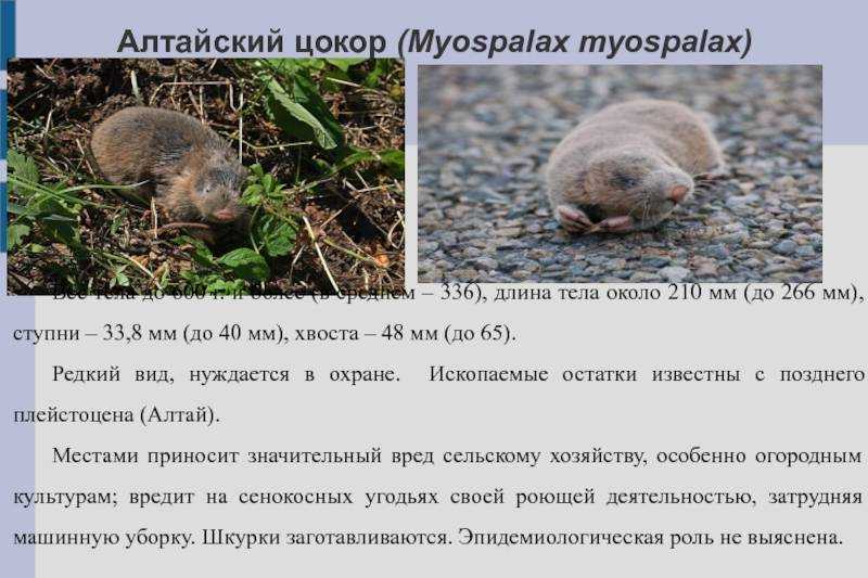 Широколиственные леса дальнего востока | животный мир россии