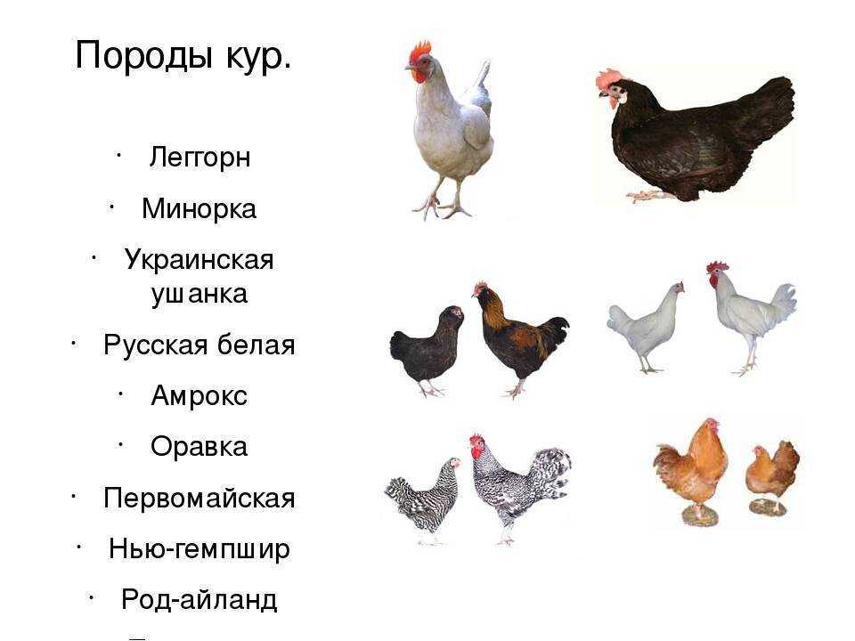 Банкивская джунглевая порода куриц: происхождение, подвиды, разведение в неволе
банкивская джунглевая порода куриц: происхождение, подвиды, разведение в неволе