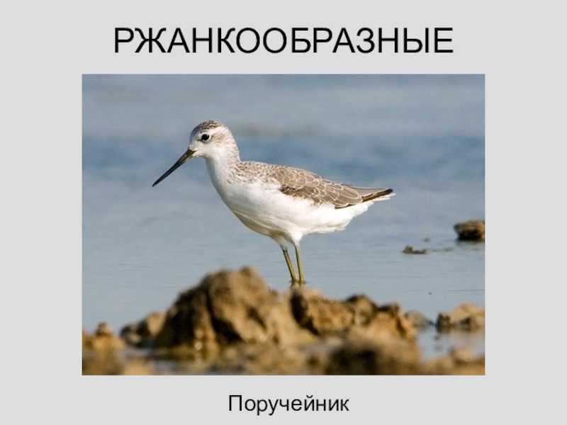 Чайка птица. описание, особенности, виды и среда обитания птицы чайки
