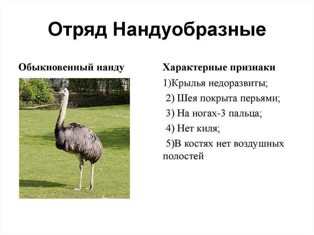 Американский страус нанду на эко ферме страусленд: вес, описание и фото