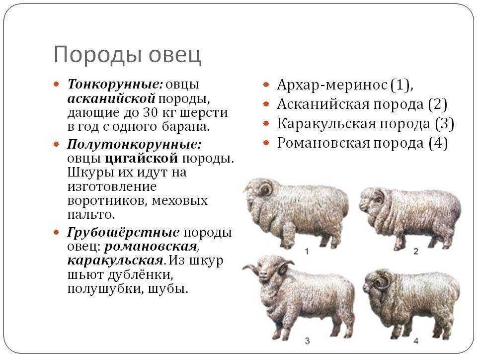 Какие породы овец и баранов бывают: фото и описание основных пород