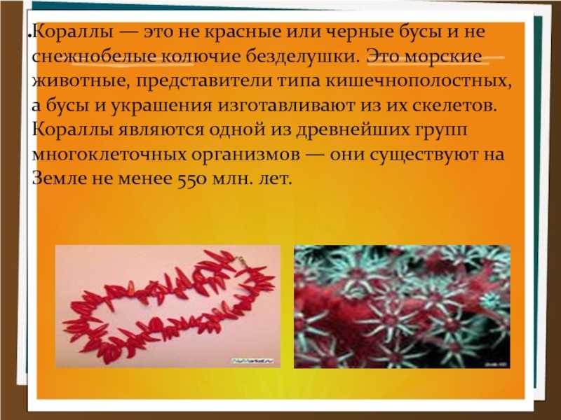 Как выглядит коралл и где его добывают: виды и основные свойства камня