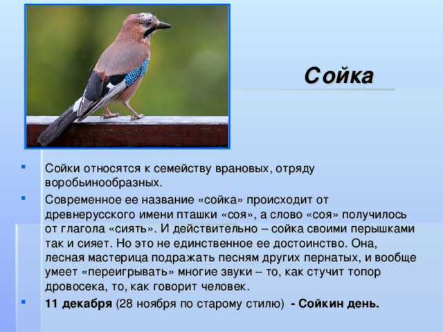 О голубой сойке: места обитания черноголовой, кустарниковой, саксаульной и юкатанской разновидностей