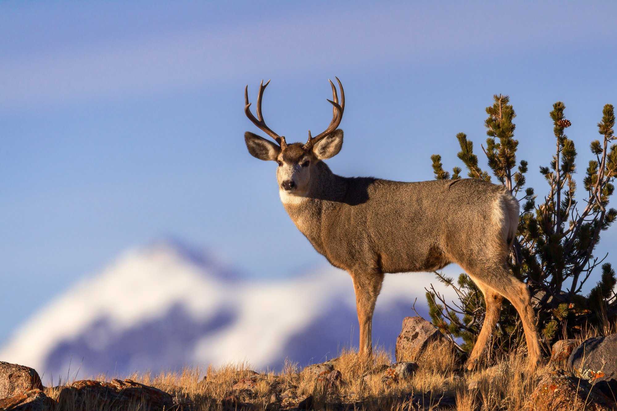 Чернохвостый олень Odocoileus hemionus распространен в Северной Америке Он имеет средние размеры: длина тела у самцов варьирует от 125 до 170 см, у самок от 125 до 156 см; вес у самцов колеблется от 45 до 150 кг, у самок от 43 до 75 кг