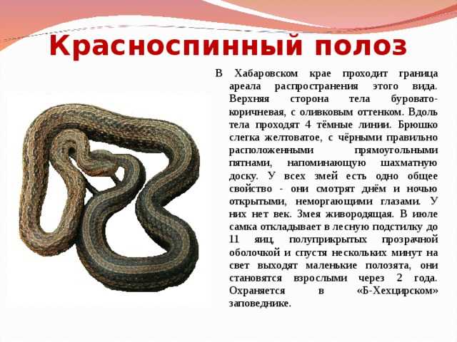Виды змей. описание, особенности, названия и фото видов змей | живность.ру