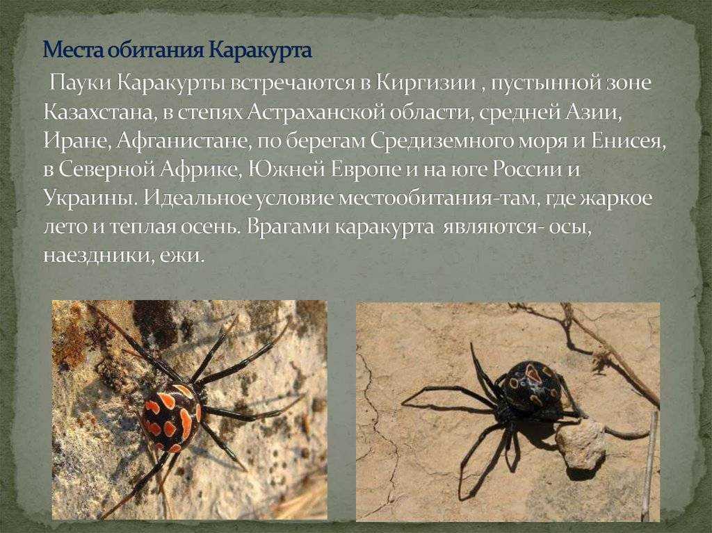 Паук чёрная вдова или каракурт: как выглядит, где обидает и насколько опасен?
