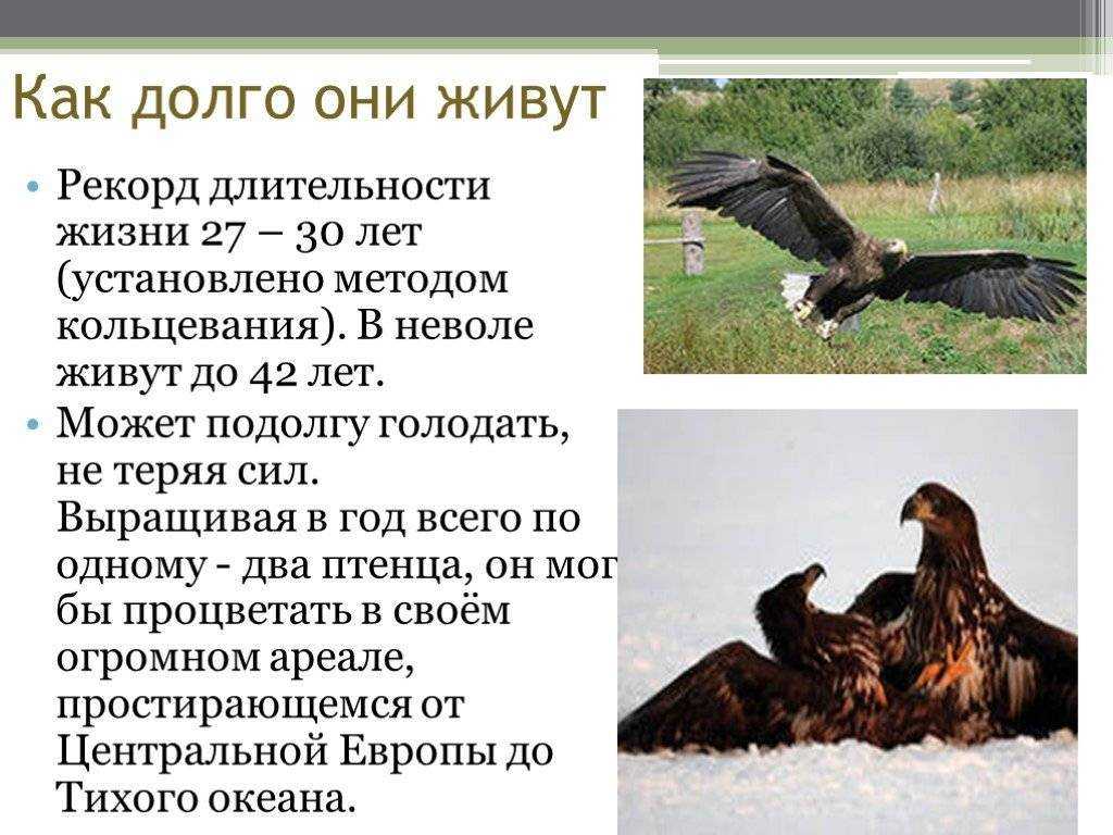 Орлан-белохвост – описание птицы, где живёт орлан-белохвост