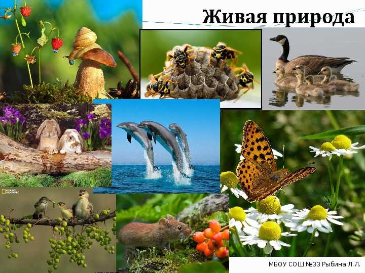 Амия фото и описание – каталог рыб, смотреть онлайн