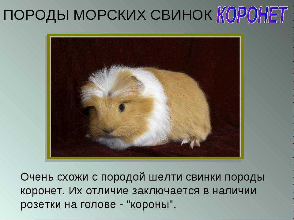 Кто предки морских свинок