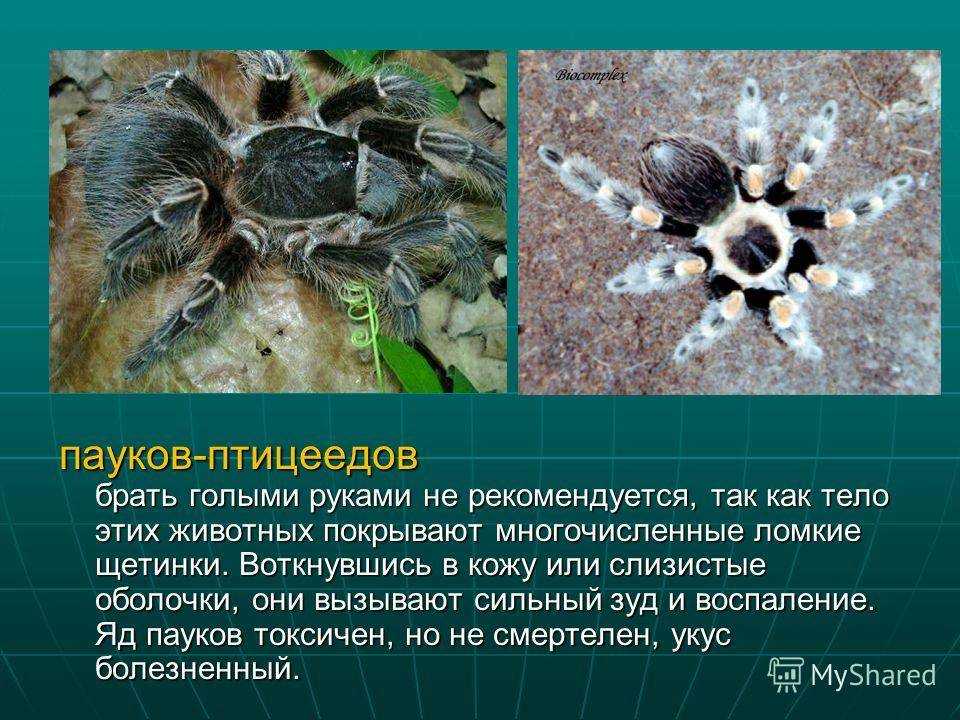 Пауки-птицееды (лат. theraphosidae)