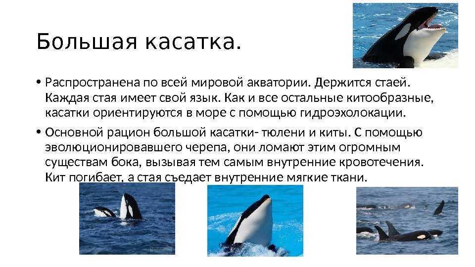 Касатка: описание, чем питается, сколько живет, среда обитания