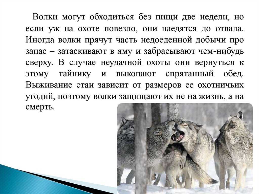 Красный волк – фото, описание, ареал, рацион, враги, популяция