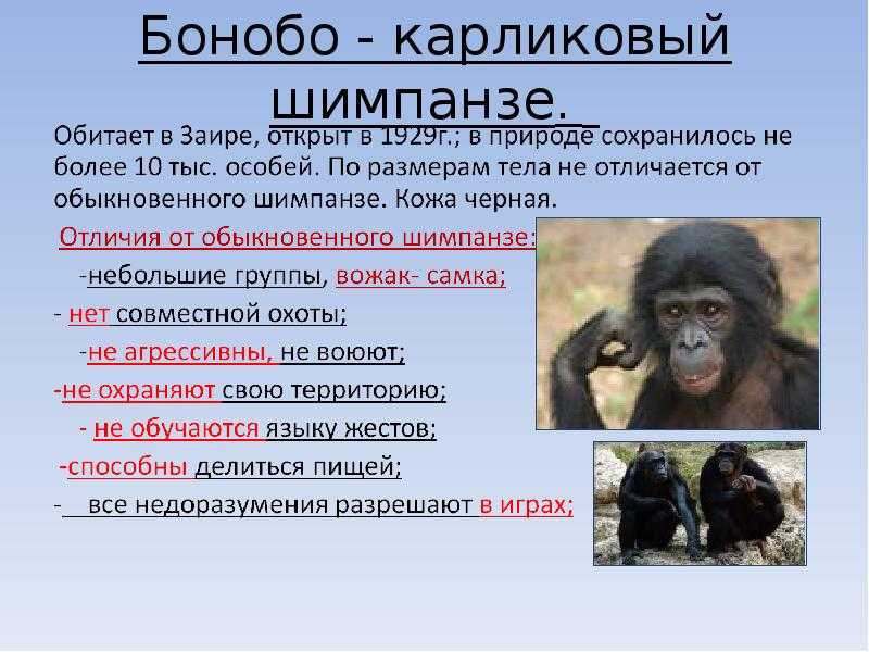 Обезьяна шимпанзе (лат. pan)