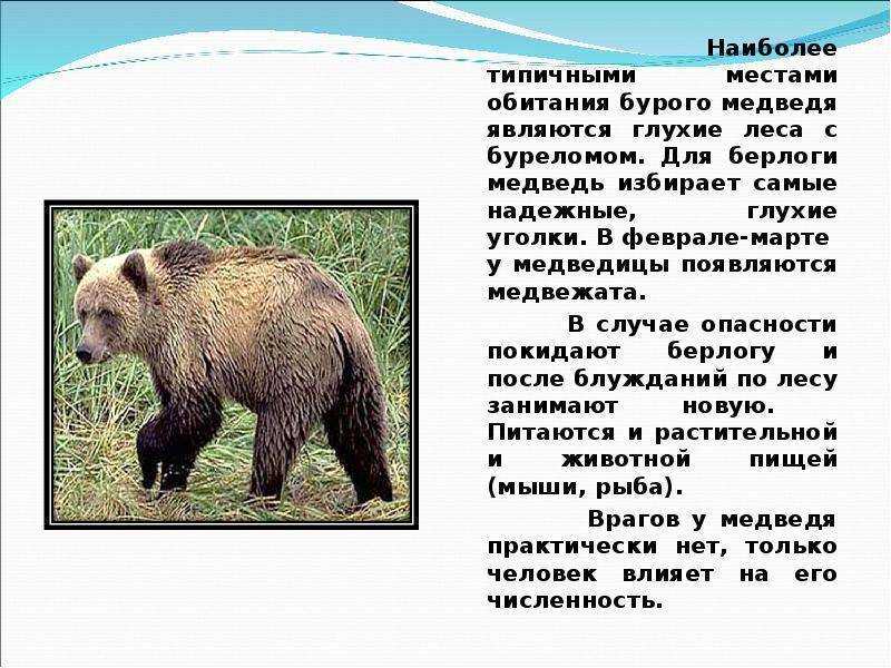Доклад на тему бурый медведь 1, 2, 3, 4, 5, 7, 8 класс
