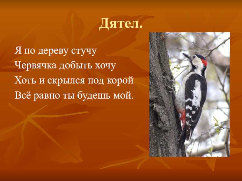 Дятел птица. образ жизни и среда обитания птицы дятел
