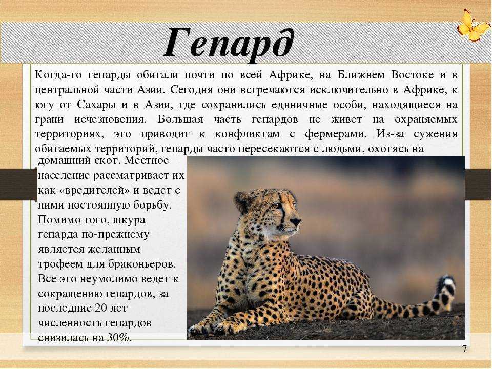 Акулы – виды и описание