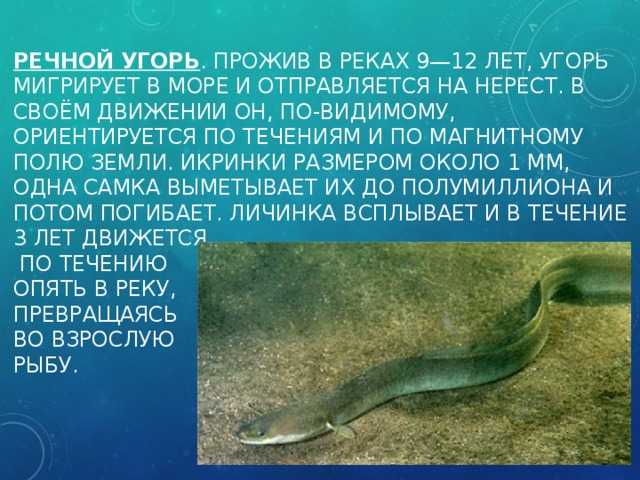 Anguilliformes (угреобразные) | все о пресноводных рыбах
