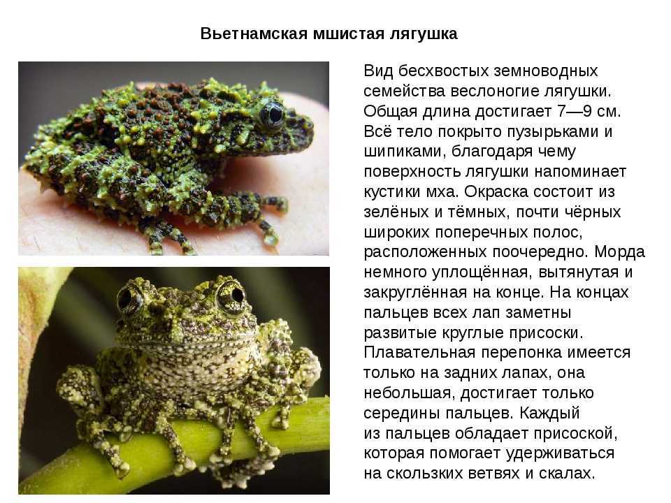 Лягушка прудовая