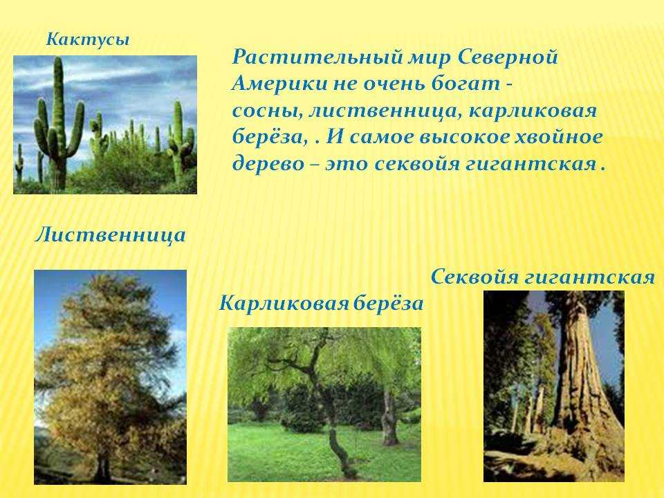 Славка птица. описание, особенности, виды, образ жизни и среда обитания славки | живность.ру