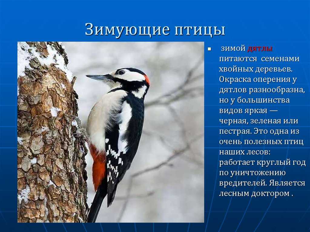 Царство животные (хордовые. теплокровные) | многообразие и систематика органического мира | теория | решутест. продвинутый тренажёр тестов