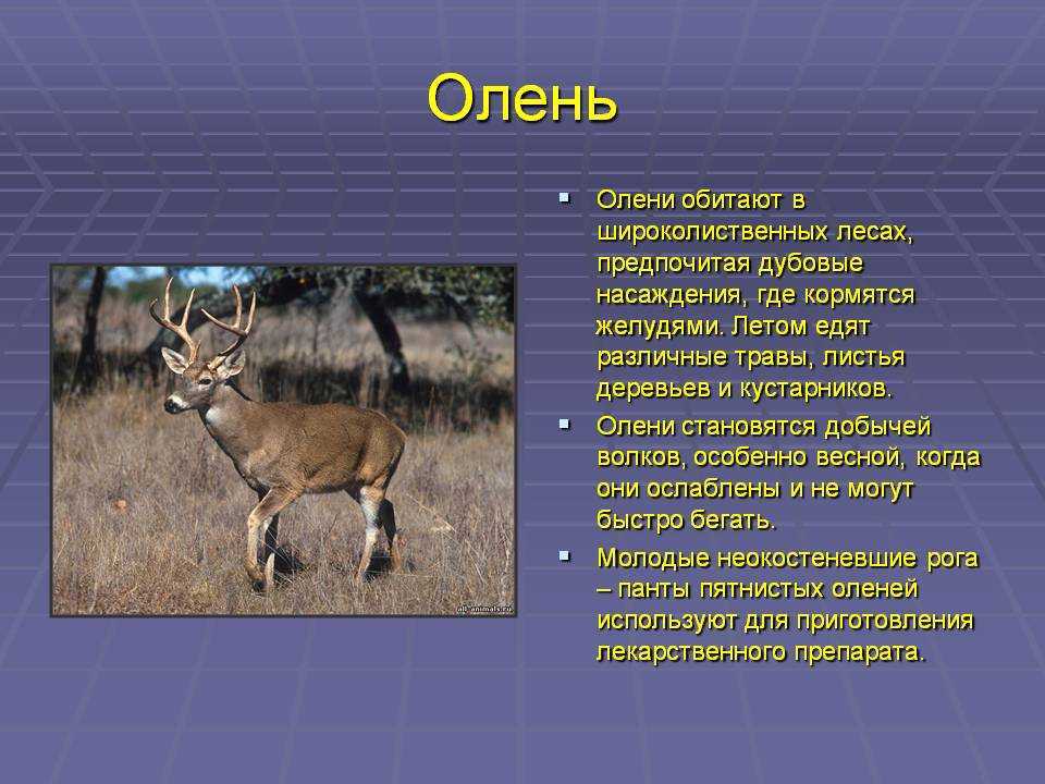 Северный олень | virtual laboratory wiki | fandom