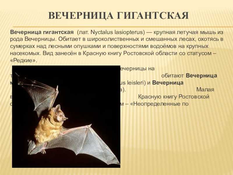 Гигантская вечерница Nyctalus lasiopterus населяет лиственные леса Европы от Франции до Заволжья и Кавказа, возможно, Ближний Восток Длина тела от 84 до 104 мм, размах крыльев — 41—46 см, вес - 41-76 грамм Окрас от палево- до каштаново-рыжего