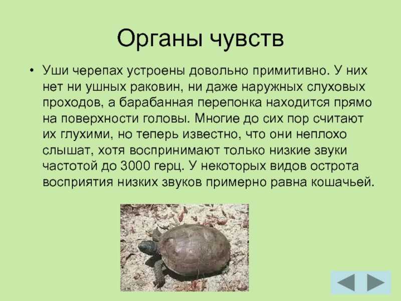 Graptemys pseudogeographica - frwiki.wiki