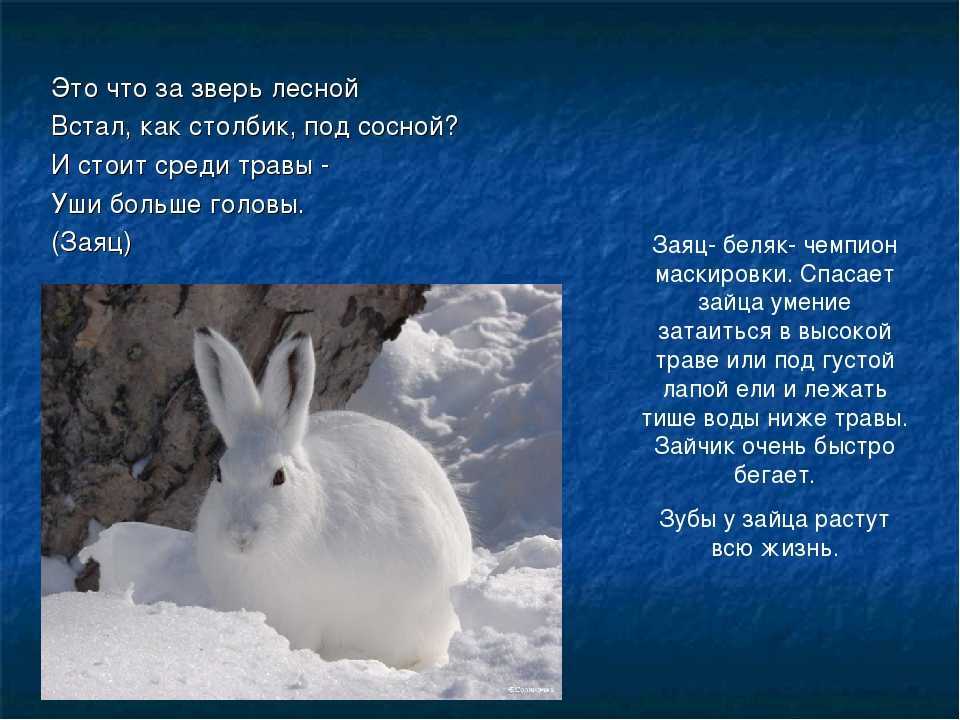 Не косой и не трус: истинный беляк | вокруг света