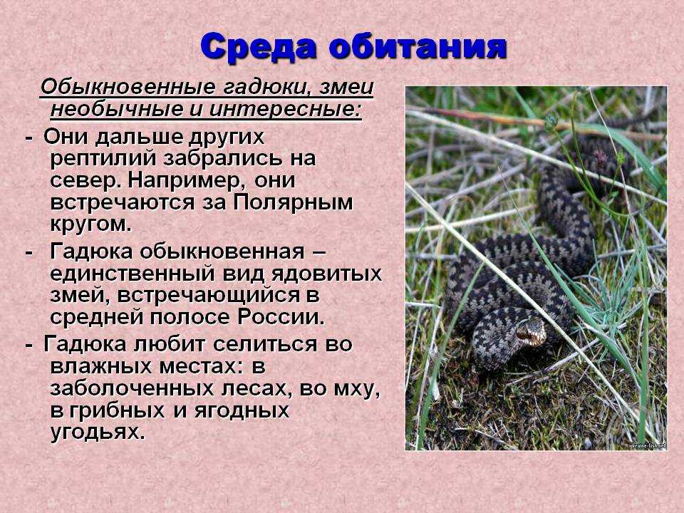 Подсемейство Пресноводные змеи Homalopsinae объединяет около 28 видов, сгруппированных в 10 родов Щупальценосная змея, или герпетон Erpeton tentaculatum распространена в Индокитае, в Таиланде, Малайзии, Камбодже и Вьетнаме