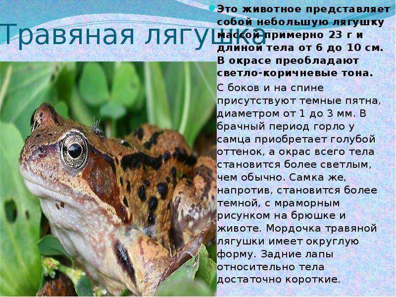Лягушка водонос — хищная обитательница черного континента