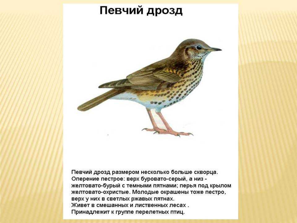 Дрозд рябинник птица. описание, особенности, образ жизни и среда обитания рябинника