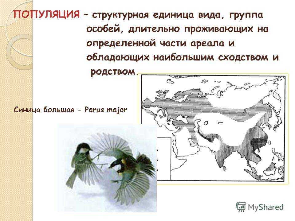 Филин bubo bubo