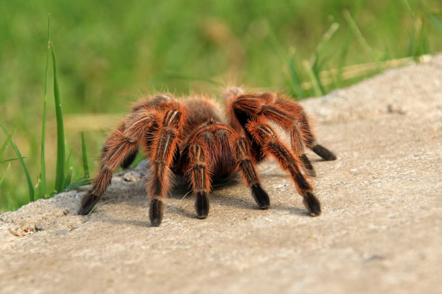 Nhandu coloratovillosus — бразильский черный птицеед