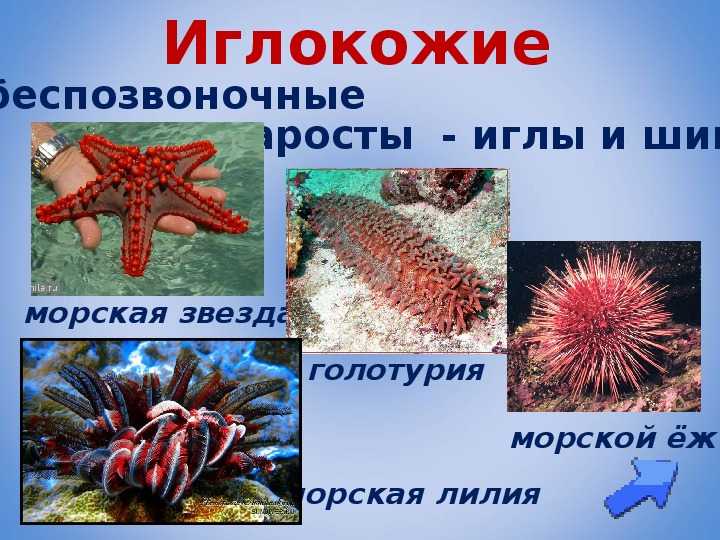 Тип иглокожие