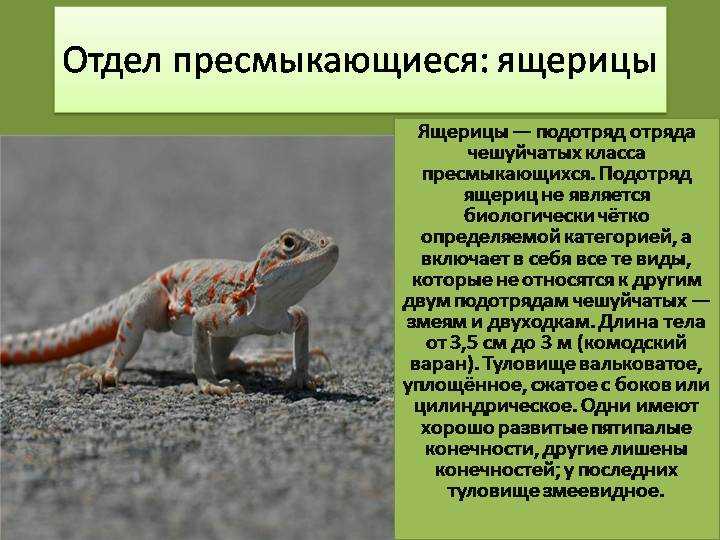 Виды ящериц — чем кормить ящерицу в домашних условиях?