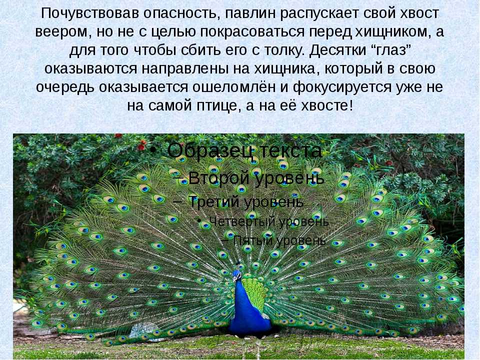 Павлин (102 фото) - описание птицы, питание, характеристики